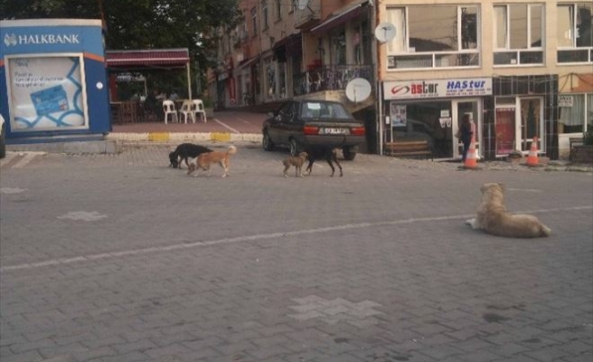 Hisarcık’ta Sahipsiz Köpekler Korkutuyor