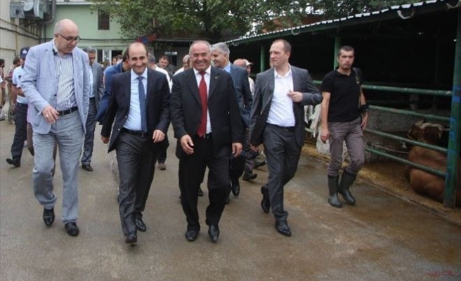 Bursa’da Kaçan Boğaları Yakalama Timi Kuruldu