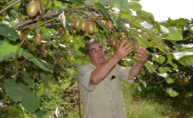 Erdemli Çiftçisi Kiviye Merak Sardı