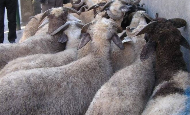 Siirt’te Kurban Satış Ve Kesim Yerleri Belirlendi