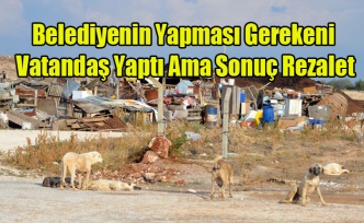 ULUBEY'DE SOKAK KÖPEKLERİNİN DRAMI