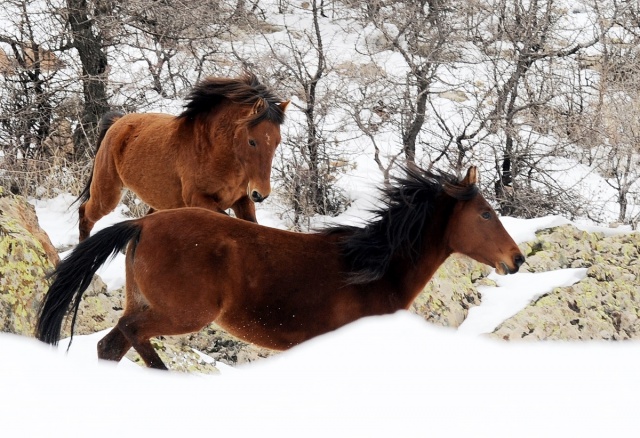 MURAT DAĞININ VAHŞİ ATLARI İLK KEZ GÖRÜNTÜLENDİ