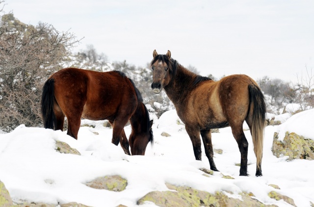 MURAT DAĞININ VAHŞİ ATLARI İLK KEZ GÖRÜNTÜLENDİ