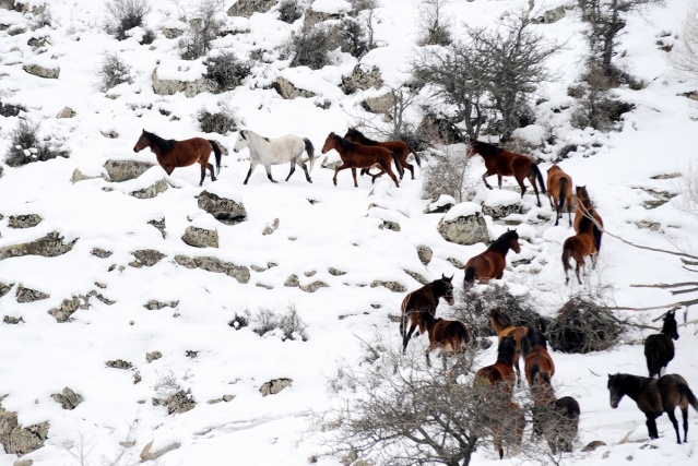 MURAT DAĞININ VAHŞİ ATLARI İLK KEZ GÖRÜNTÜLENDİ