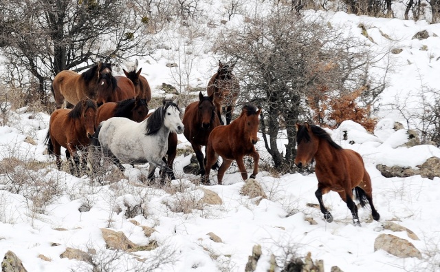 MURAT DAĞININ VAHŞİ ATLARI İLK KEZ GÖRÜNTÜLENDİ