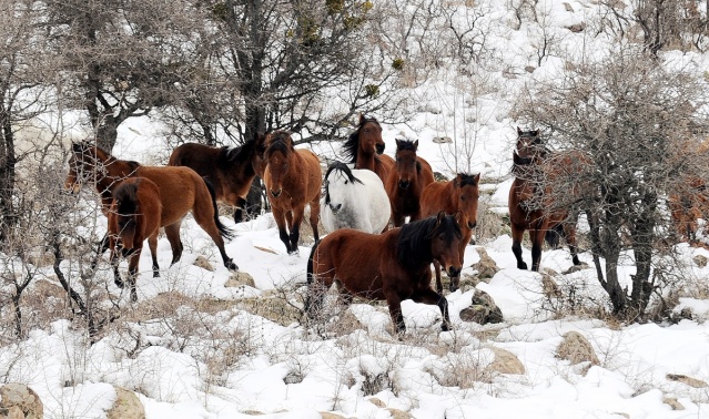 MURAT DAĞININ VAHŞİ ATLARI İLK KEZ GÖRÜNTÜLENDİ