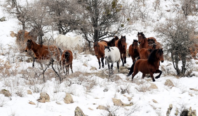 MURAT DAĞININ VAHŞİ ATLARI İLK KEZ GÖRÜNTÜLENDİ