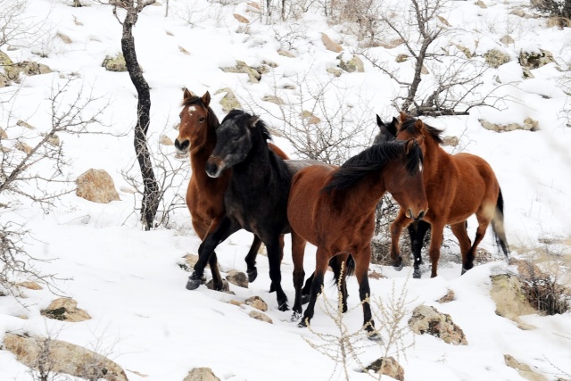 MURAT DAĞININ VAHŞİ ATLARI İLK KEZ GÖRÜNTÜLENDİ