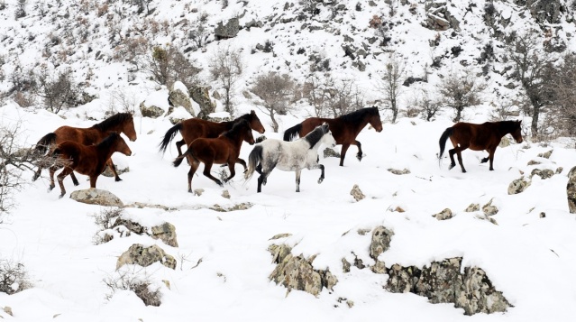 MURAT DAĞININ VAHŞİ ATLARI İLK KEZ GÖRÜNTÜLENDİ