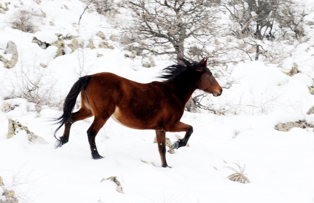 MURAT DAĞININ VAHŞİ ATLARI İLK KEZ GÖRÜNTÜLENDİ