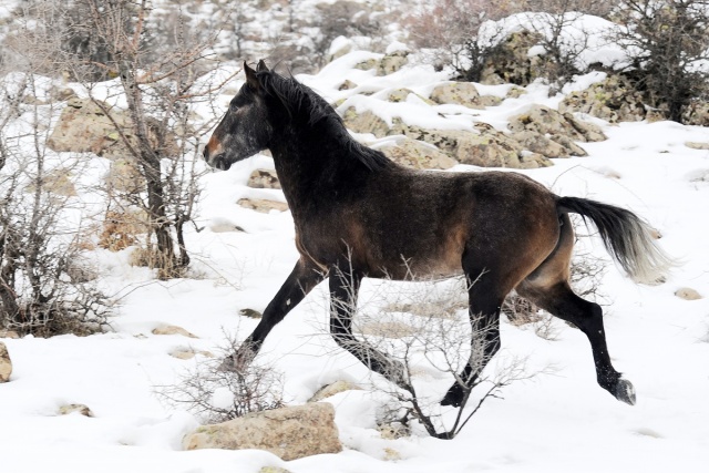 MURAT DAĞININ VAHŞİ ATLARI İLK KEZ GÖRÜNTÜLENDİ