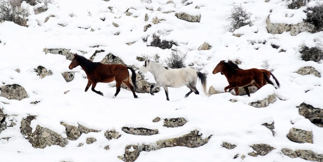 MURAT DAĞININ VAHŞİ ATLARI İLK KEZ GÖRÜNTÜLENDİ