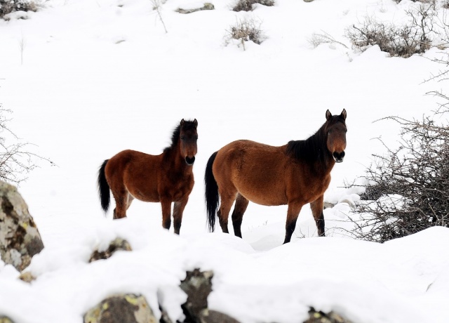 MURAT DAĞININ VAHŞİ ATLARI İLK KEZ GÖRÜNTÜLENDİ