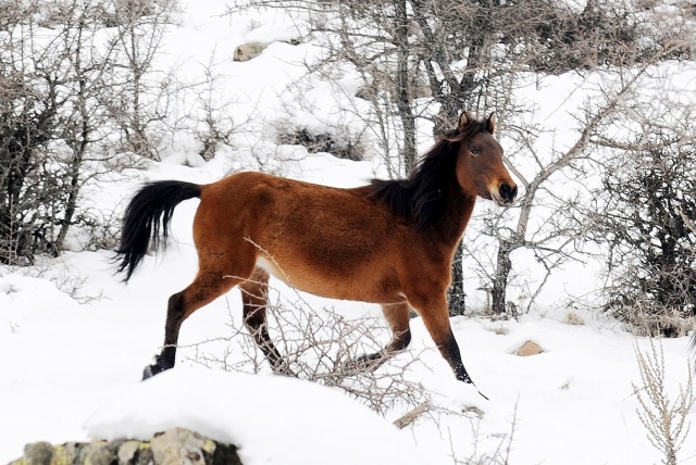MURAT DAĞININ VAHŞİ ATLARI İLK KEZ GÖRÜNTÜLENDİ