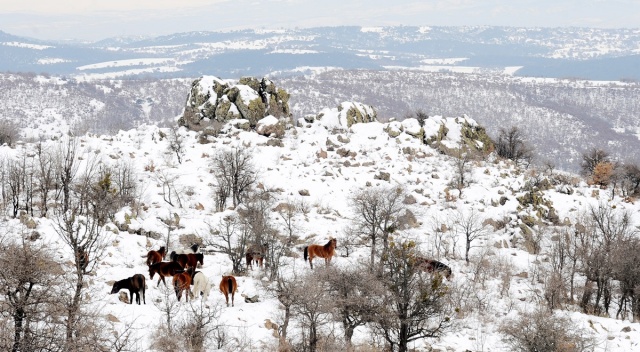 MURAT DAĞININ VAHŞİ ATLARI İLK KEZ GÖRÜNTÜLENDİ