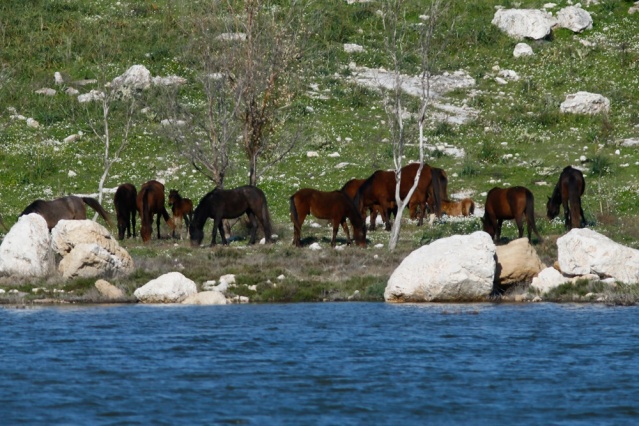 Baharın Müjdecileri Kuş Cennetine Geldi