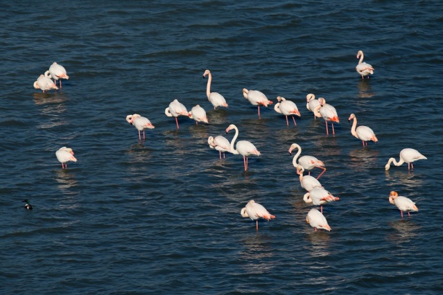Baharın Müjdecileri Kuş Cennetine Geldi