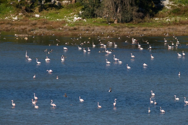 Baharın Müjdecileri Kuş Cennetine Geldi