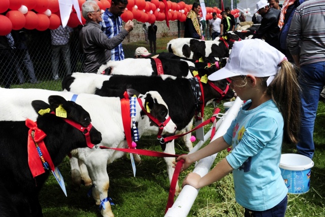 "Şampiyon buzağı ve en iyi koç-teke" yarışması