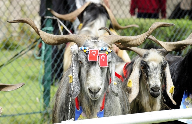 "Şampiyon buzağı ve en iyi koç-teke" yarışması