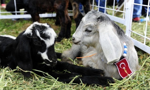 "Şampiyon buzağı ve en iyi koç-teke" yarışması