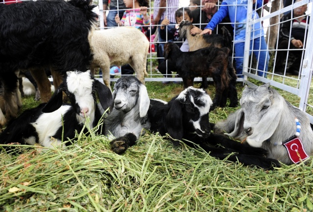 "Şampiyon buzağı ve en iyi koç-teke" yarışması