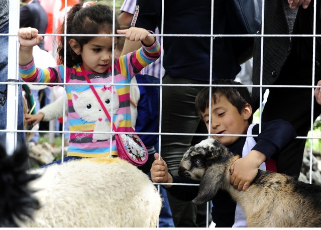 "Şampiyon buzağı ve en iyi koç-teke" yarışması