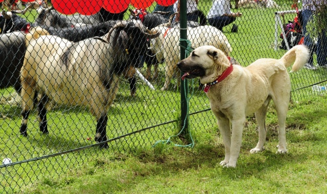 "Şampiyon buzağı ve en iyi koç-teke" yarışması