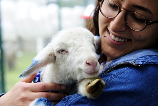 "Şampiyon buzağı ve en iyi koç-teke" yarışması