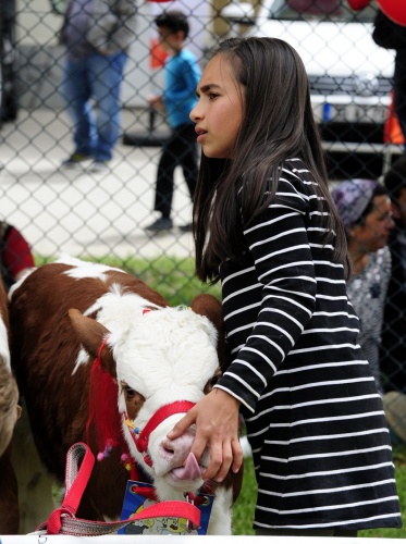 "Şampiyon buzağı ve en iyi koç-teke" yarışması