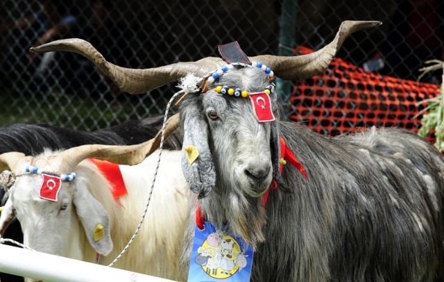 "Şampiyon buzağı ve en iyi koç-teke" yarışması