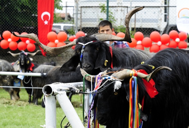 "Şampiyon buzağı ve en iyi koç-teke" yarışması