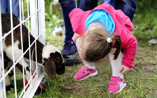 "Şampiyon buzağı ve en iyi koç-teke" yarışması