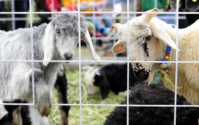 "Şampiyon buzağı ve en iyi koç-teke" yarışması