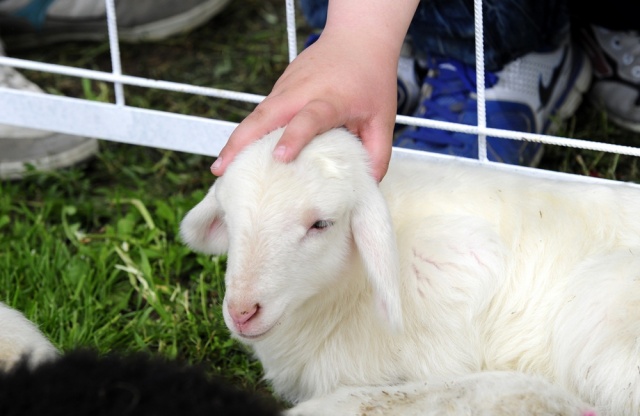 "Şampiyon buzağı ve en iyi koç-teke" yarışması