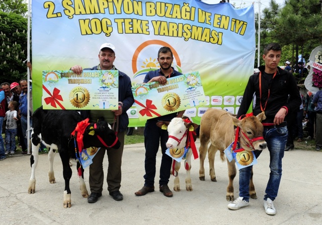 "Şampiyon buzağı ve en iyi koç-teke" yarışması