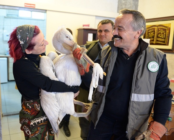 Uşak'ta tedavi edilen pelikan doğaya bırakıldı