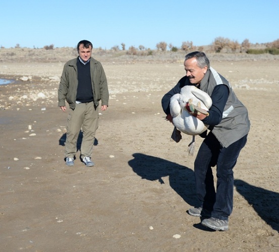 Uşak'ta tedavi edilen pelikan doğaya bırakıldı