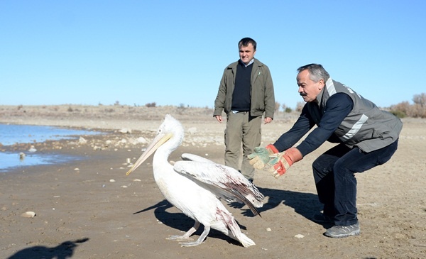 Uşak'ta tedavi edilen pelikan doğaya bırakıldı