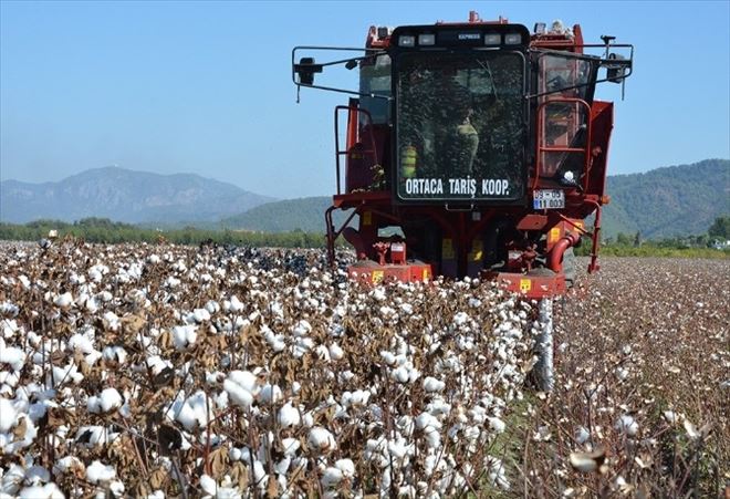 Muğla’da Makineli Pamuk Hasadı Başladı