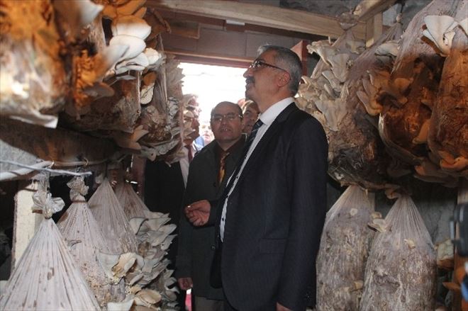 Niğde’de Yeraltı Depolarında Mantar Yetiştiriciliği Çalışması Yapılıyor