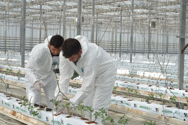 Kayseri Şeker’de Topraksız Tarım Seracılığı Kış Fide Dikimleri Yapıldı