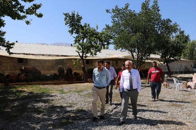 İl Müdürü Yılmaz Kurbanlık Hayvan Satış Ve Kesim Yerlerini Denetledi