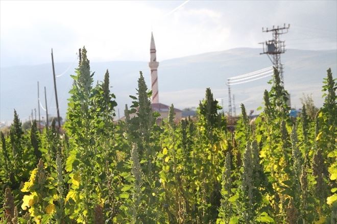 Astronot Yiyeceği Kinoa Ardahanlı Çiftçinin Umudu Oldu