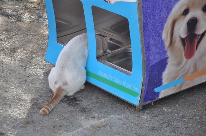 Menderes’te Sokak Hayvanlarına Mamamatik