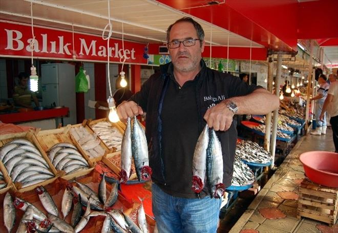 Bandırma’da Palamut Bolluğu