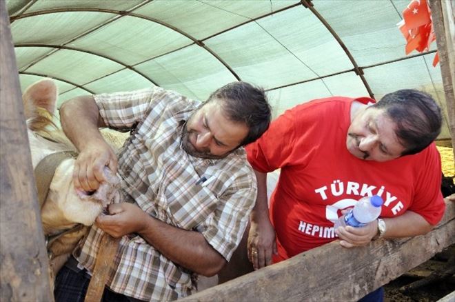 Antalya’da Kurbanlıkların Yüzde 70’i Satıldı