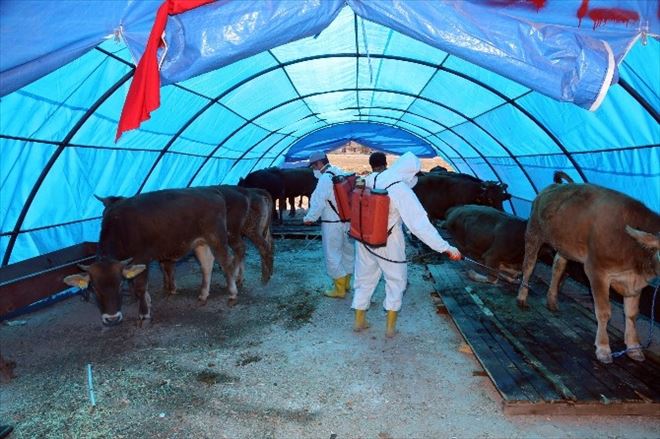 Talas Kurban Bayramı’na Hazır