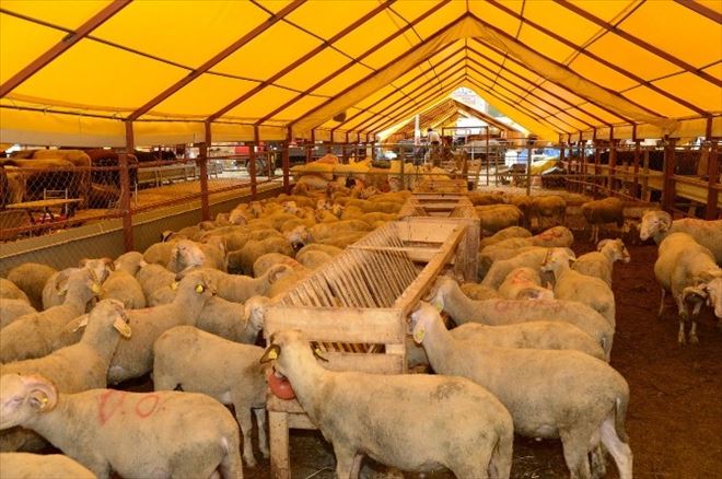 Uşak’ta Kurbanlık Satış Ve Kesim Noktaları Belirlendi