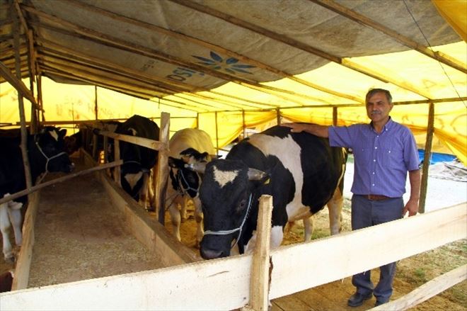 Kurban Satıcıları Hafta Sonunu Bekliyor